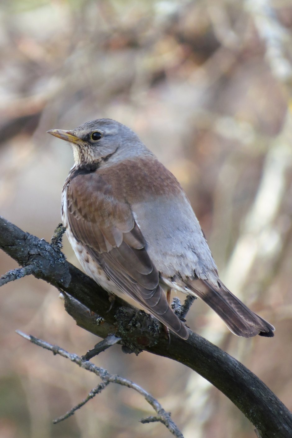Дрозд рябинник Fieldfare turdus pilaris