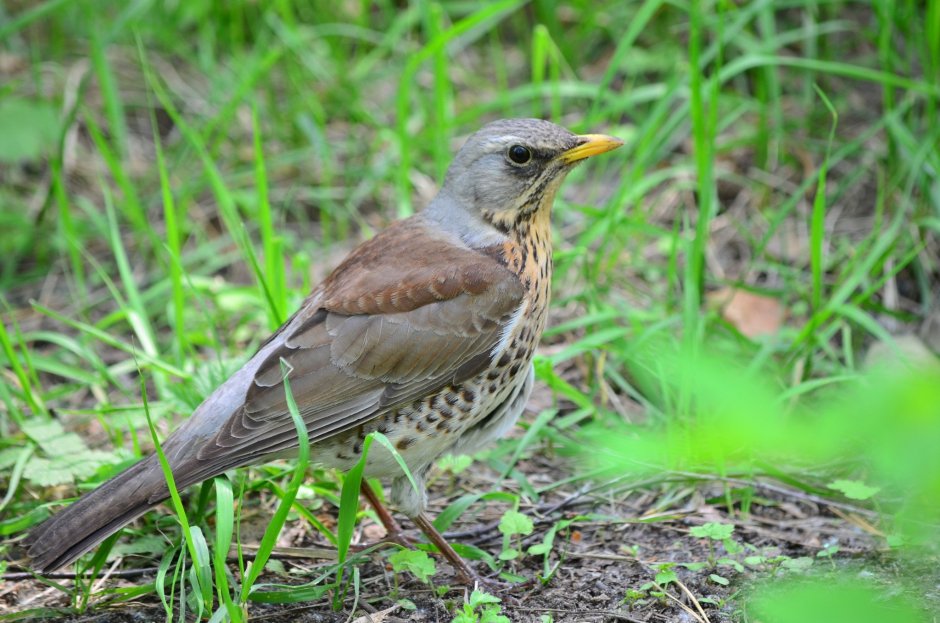 Воробей горихвостки птенец