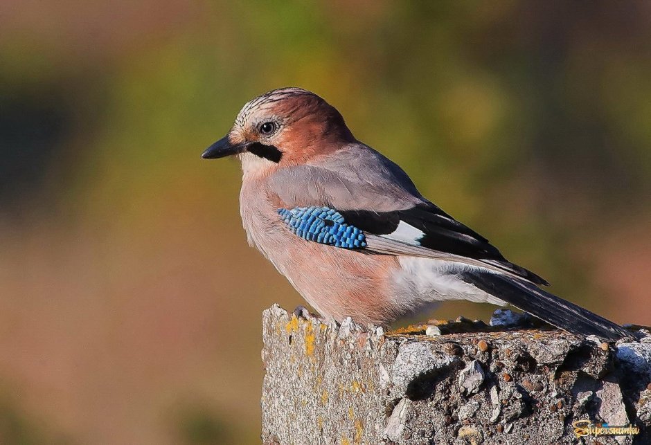 Певчие воробьиные