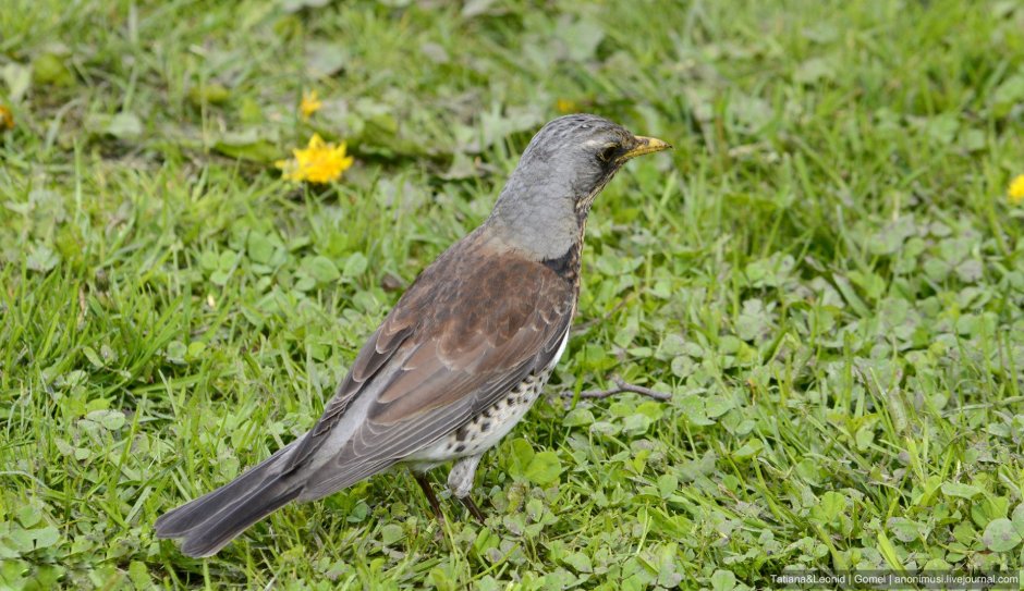 Серый сорокопут самка и самец