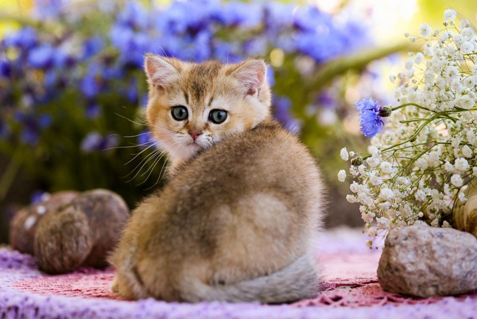 Кошка в цветах