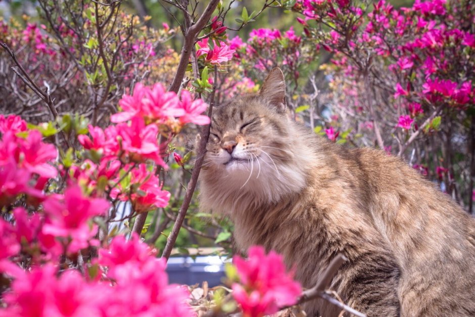Кошка в цветущем саду