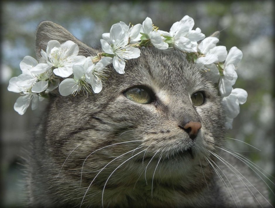 Мартовская кошка