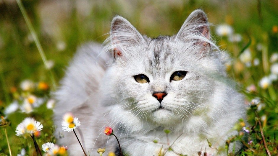 Весенние коты