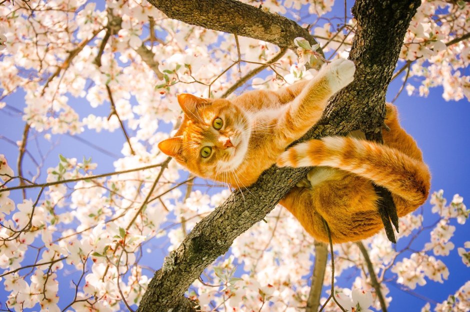 Коты весной