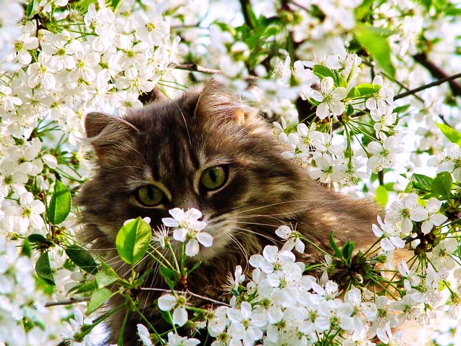 Кошки весной