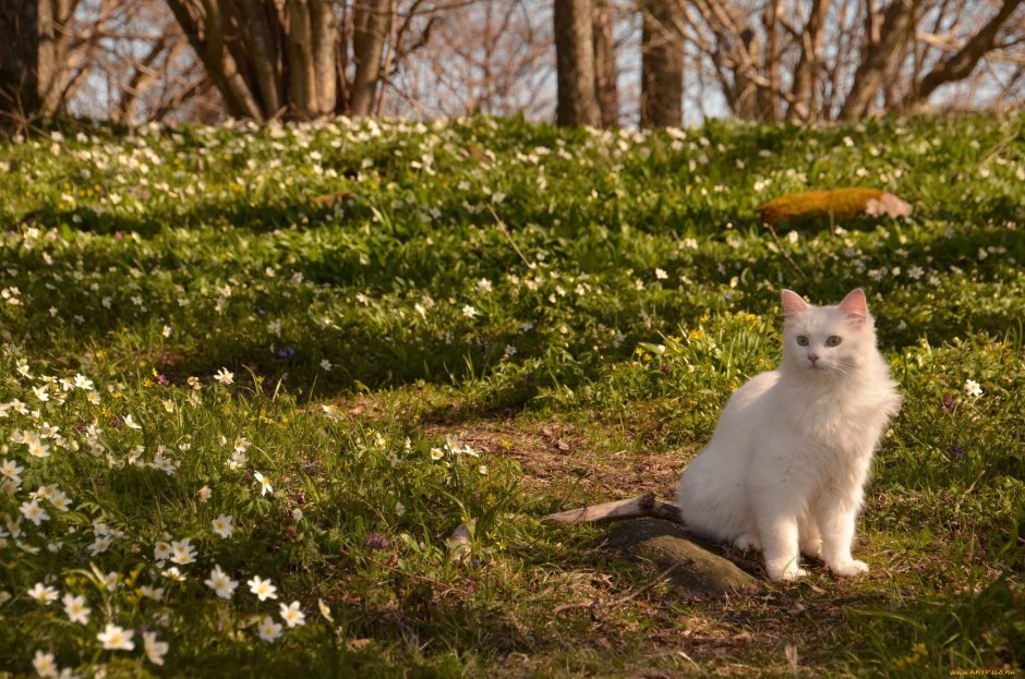 Весенние коты