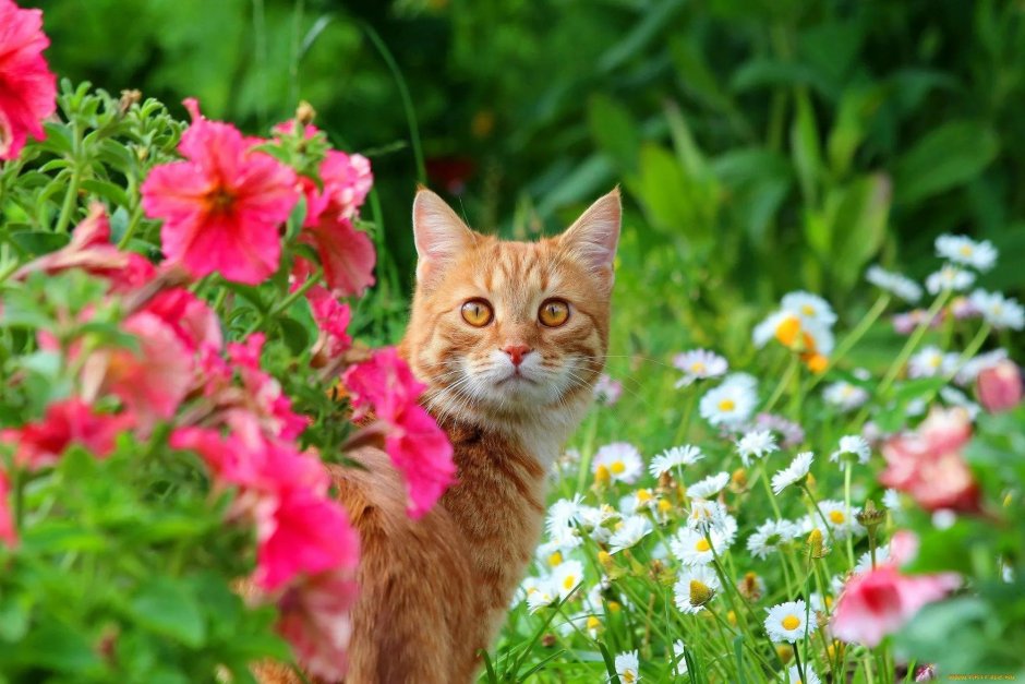 Котики лето