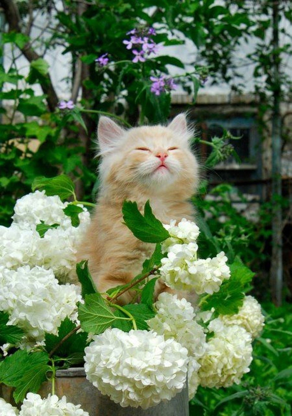 Котёнок с цветком