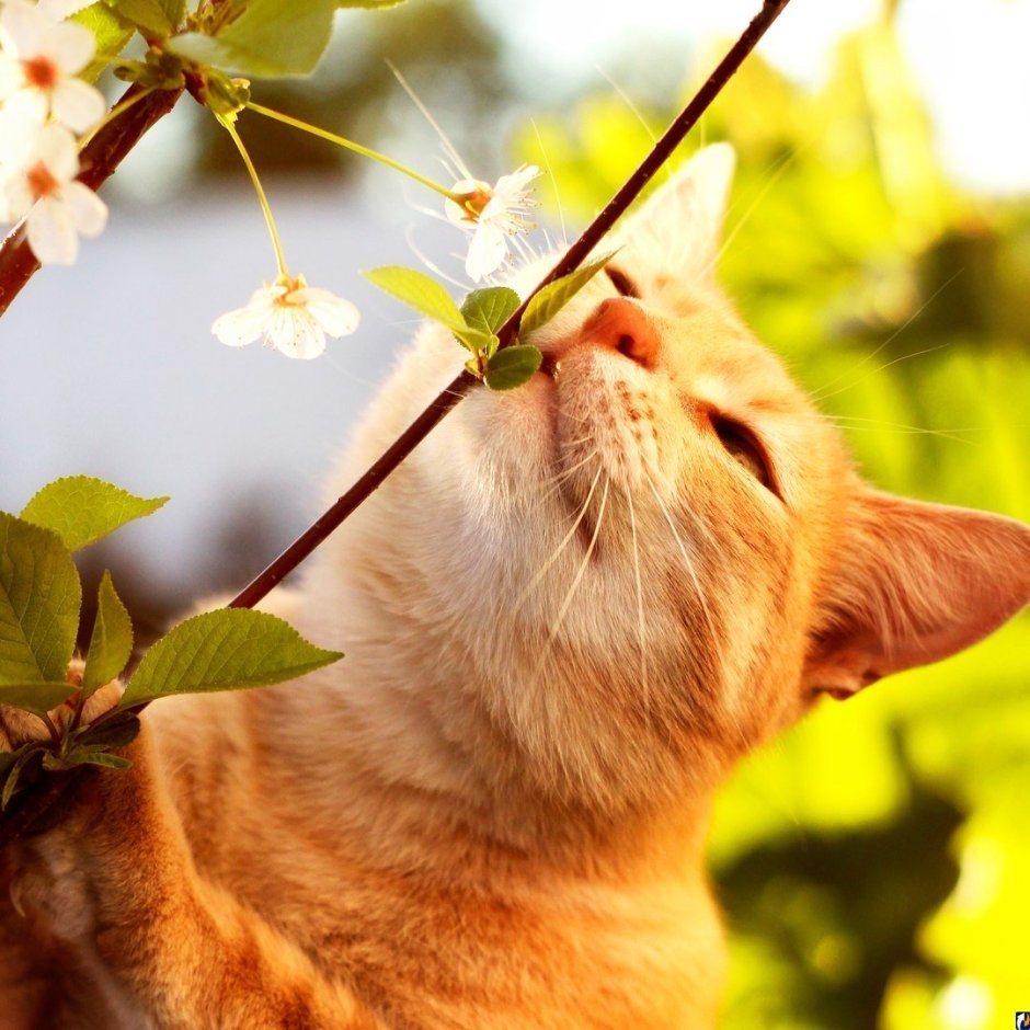 Котёнок на весеннем солнышке