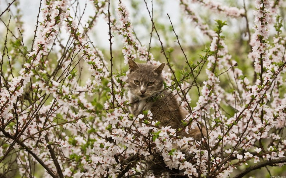 Весна и котики