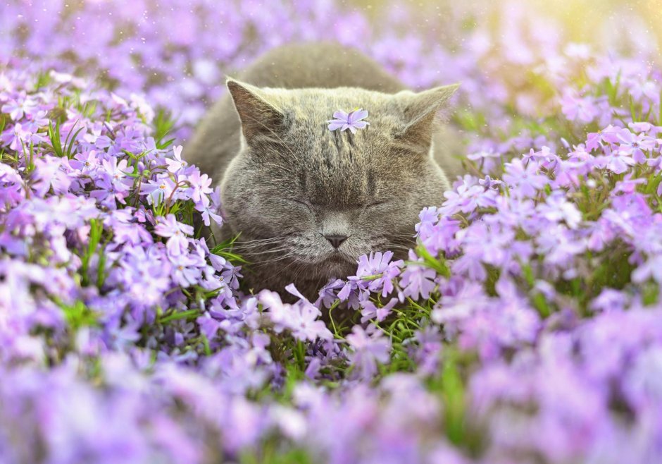 Котик в цветах