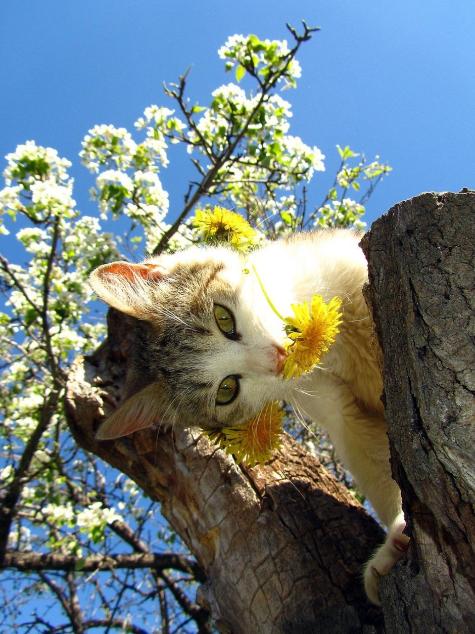 Кот на дереве