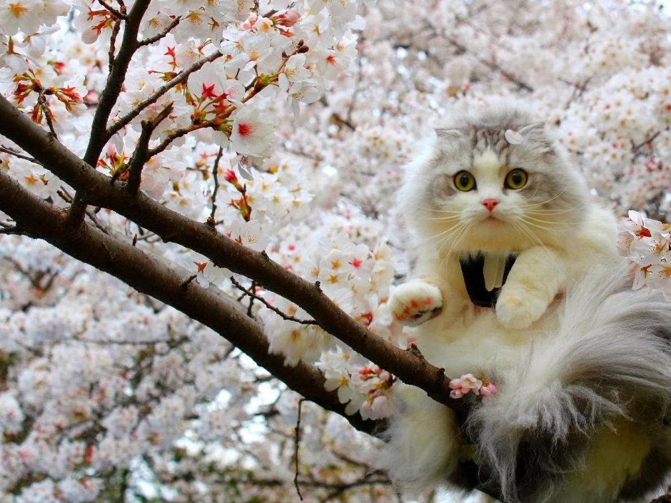 Кот на Сакуре