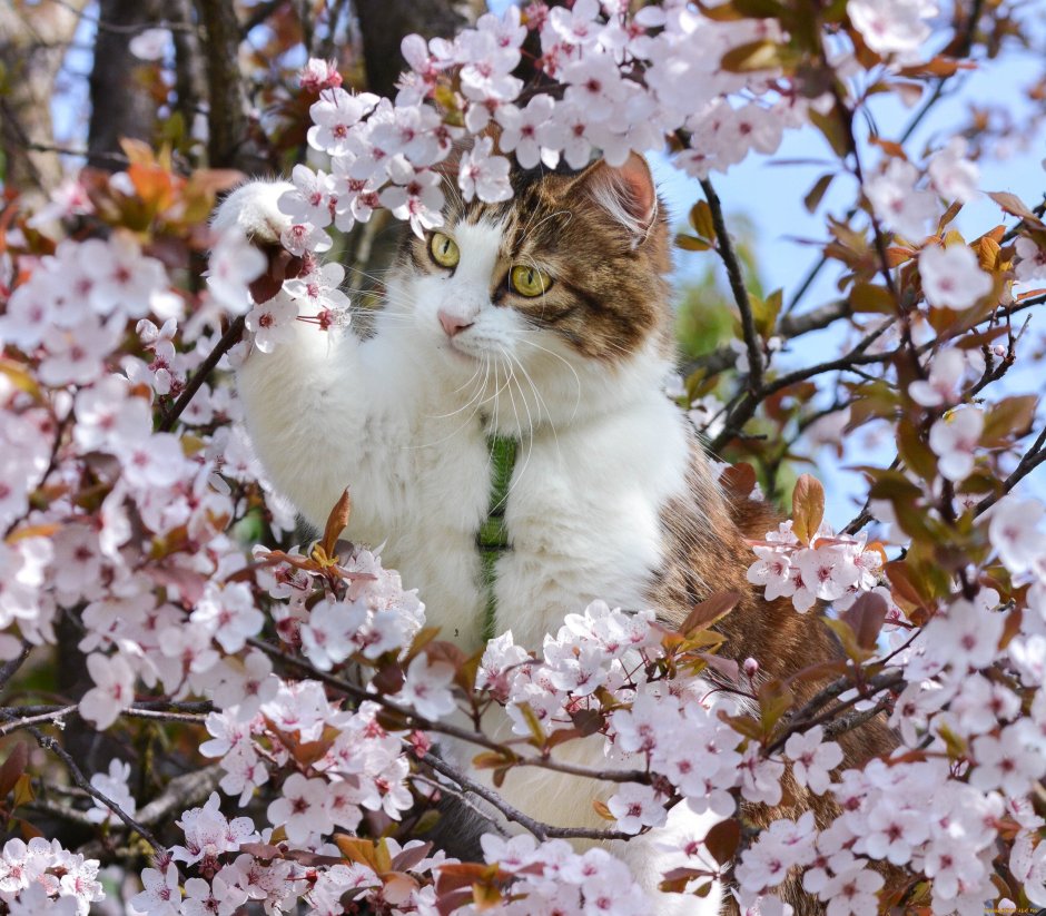 Котики на деревьях весной