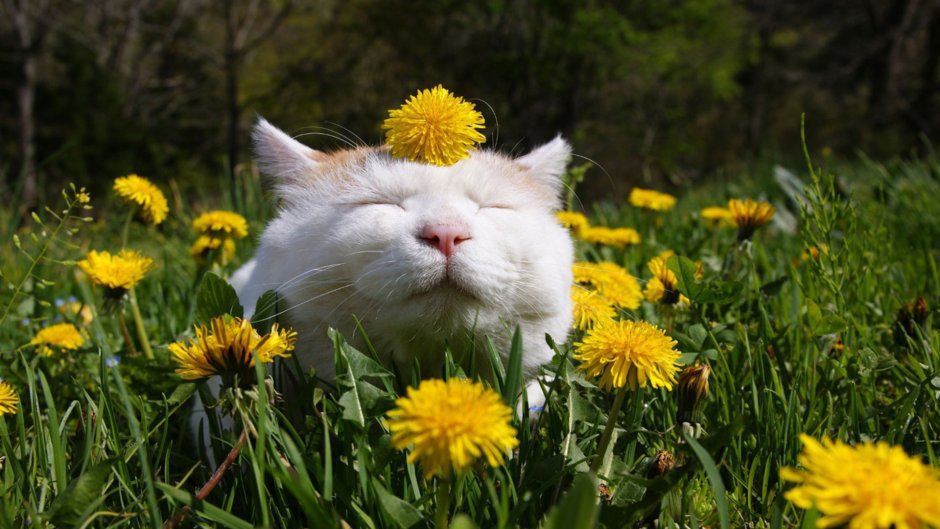 Кот и одуванчик