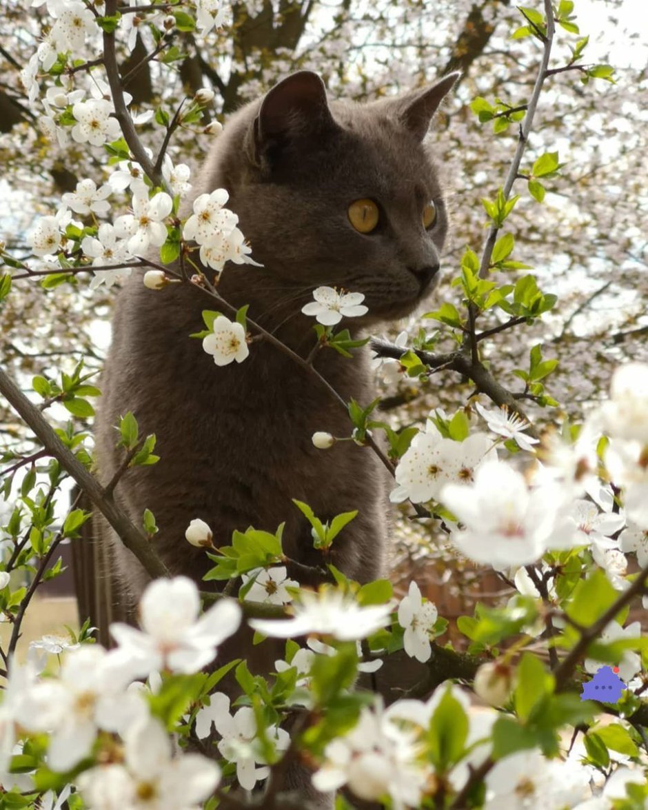 Майский кот