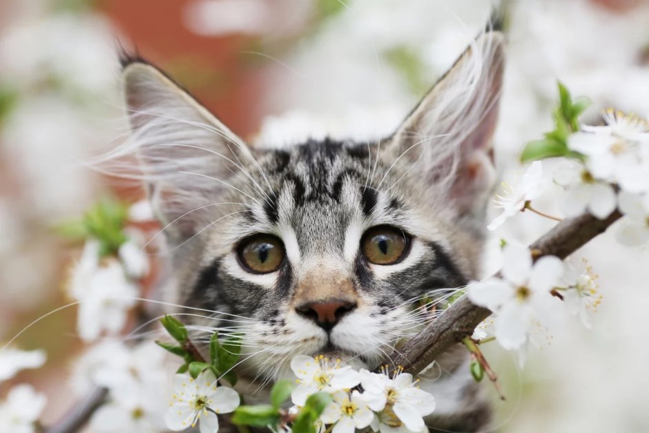 Весенний котик