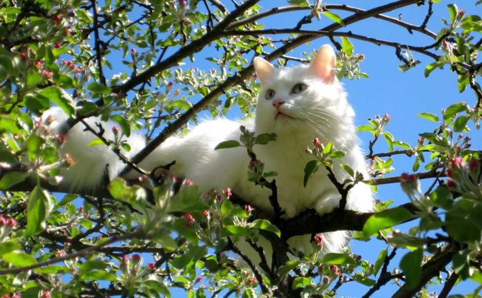 Майские коты