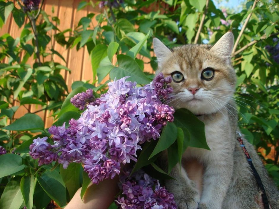 Кошка и сирень