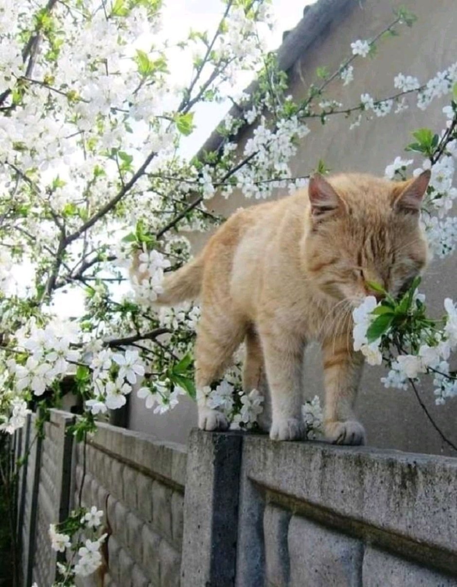 Котенок и Весна
