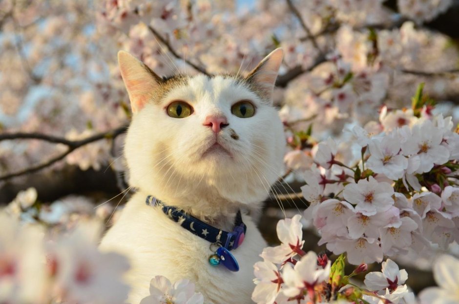 Кот Весна