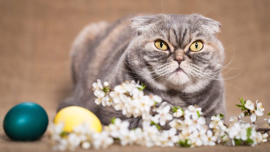 Котики Шотландские вислоухие