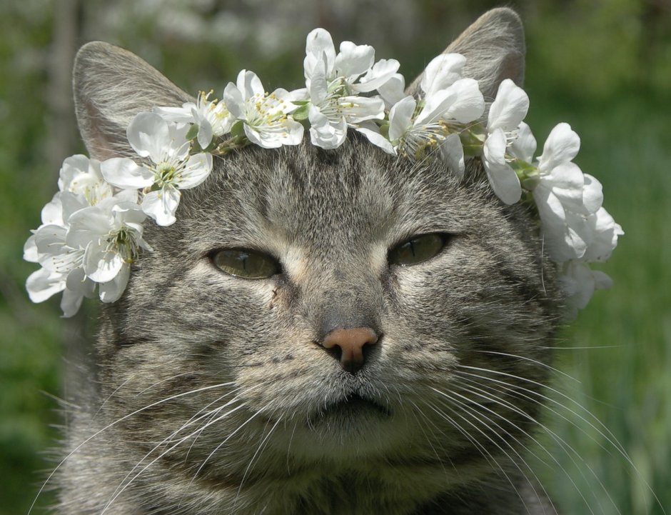 Весна животные