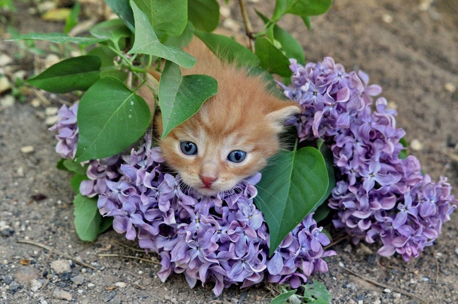 Кошка и сирень