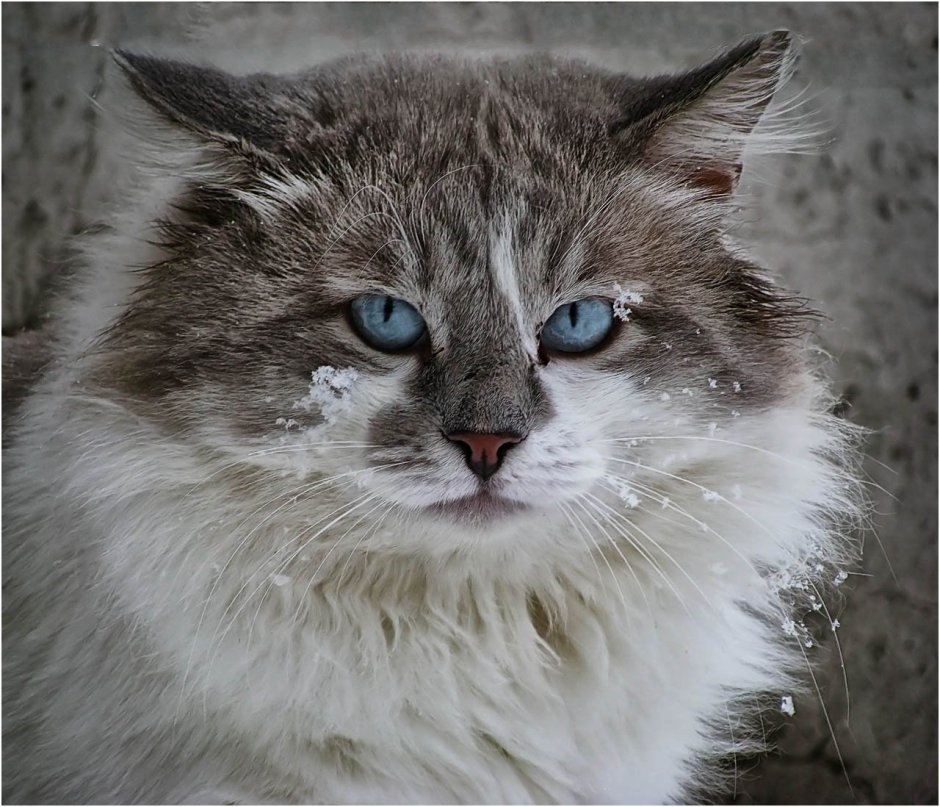 Сибирская кошка голубоглазая