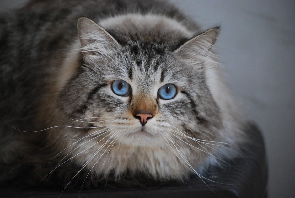 Сибирский кот серый длинношёрстный