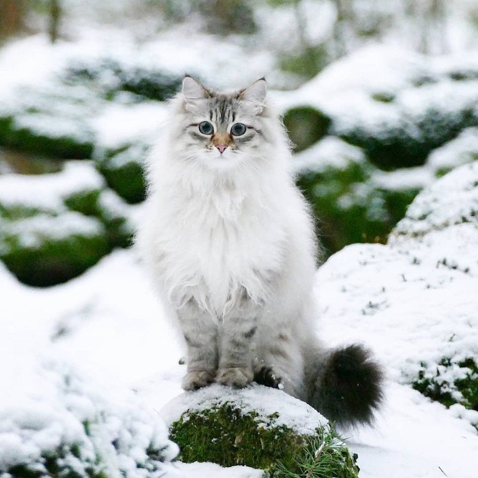 Сибирская кошка дымчатая