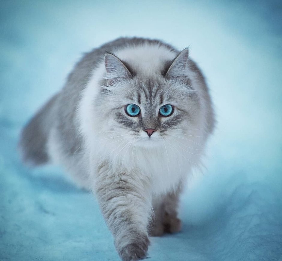 Сибирская кошка голубой табби