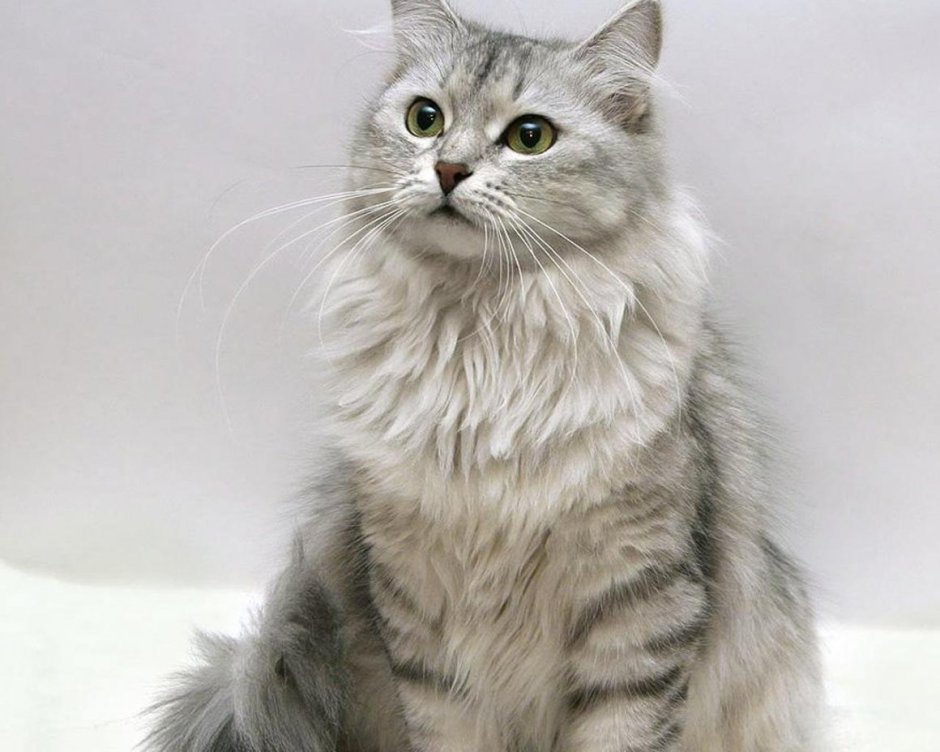 Сибирская кошка серая дымчатая