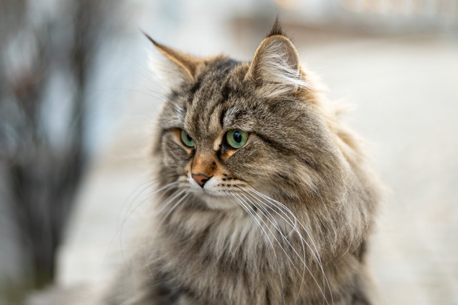 Норвежская Лесная кошка дымчатая