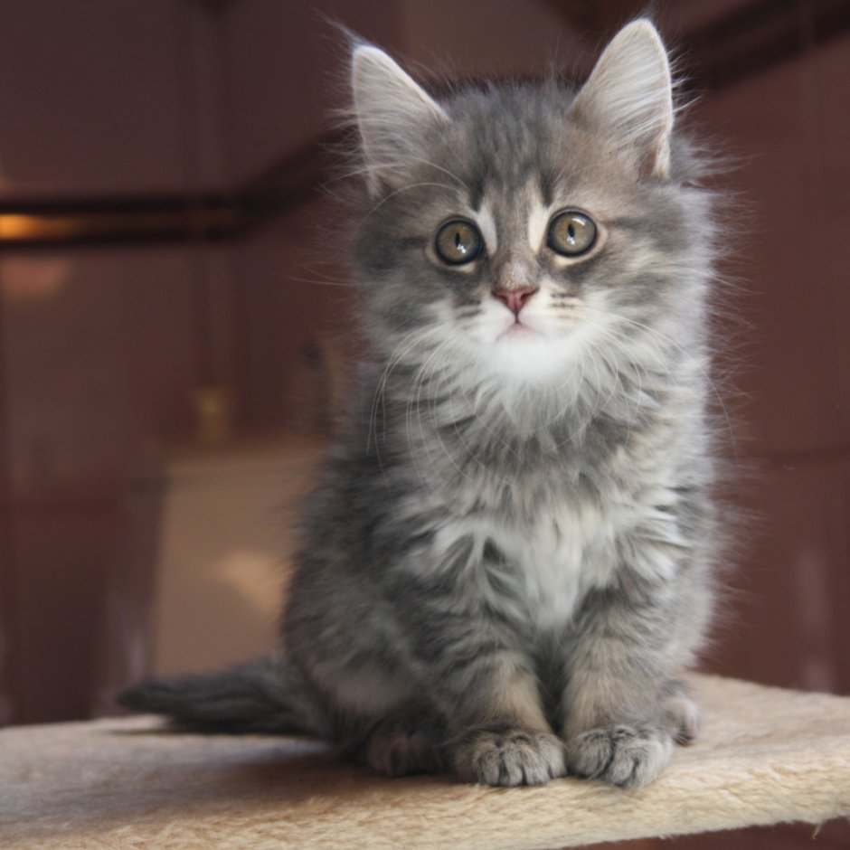 Кот Мейн кун серый