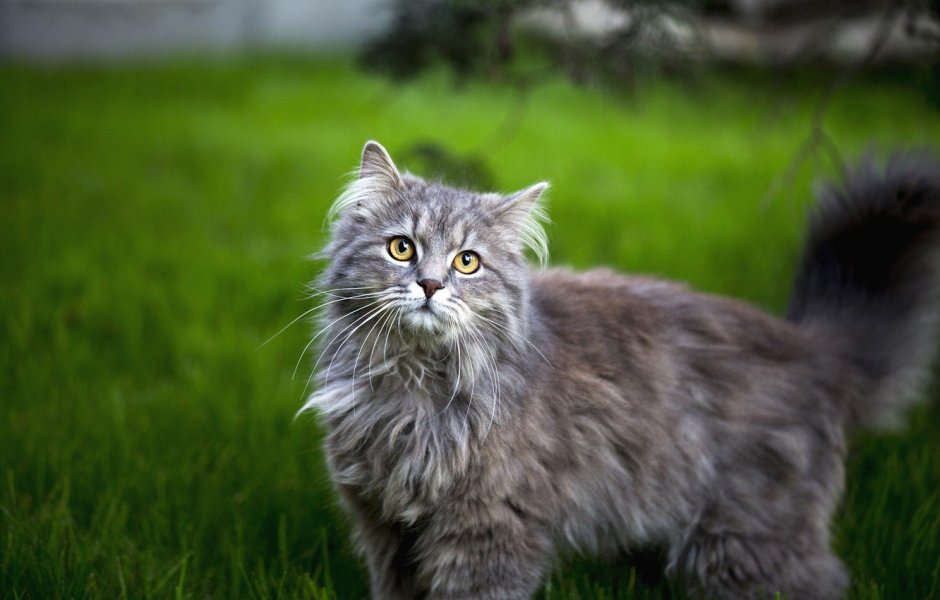 Сибирская кошка серая