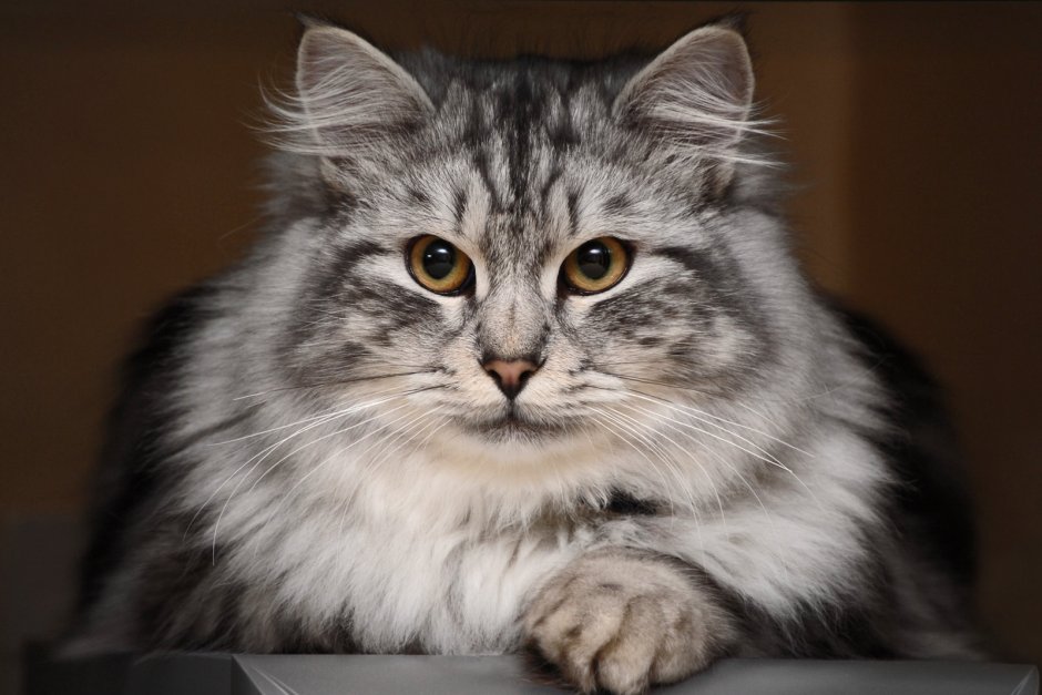 Сибирский кот серый