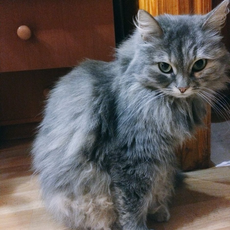 Персидская шиншилла биколор