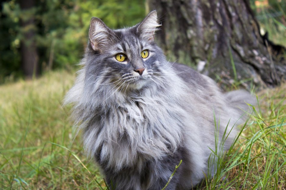 Сибирская кошка дымчатая
