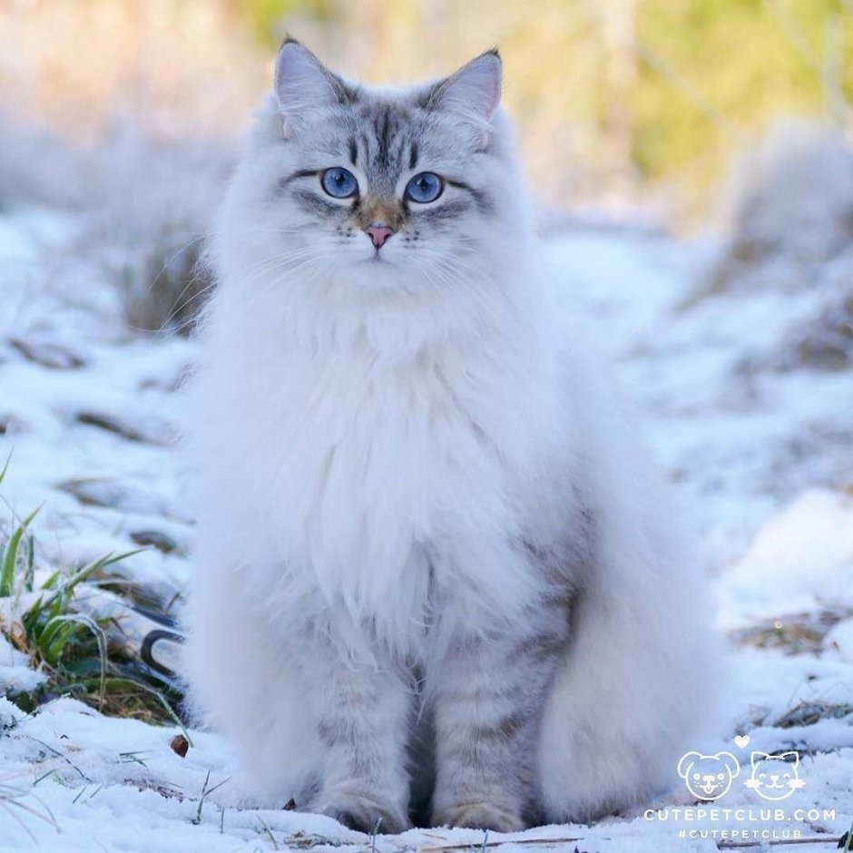 Милые Сибирские котята