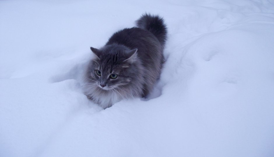 Сибирская длинношерстная кошка