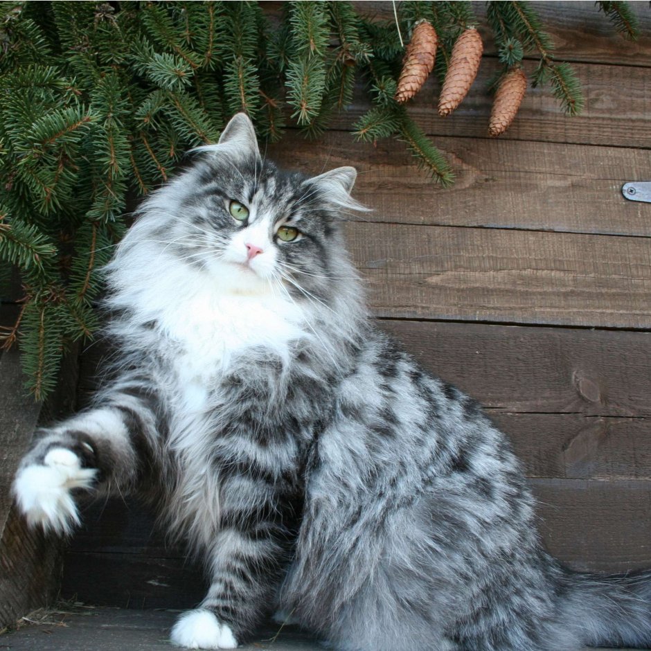 Норвежская Лесная Камышовая кошка