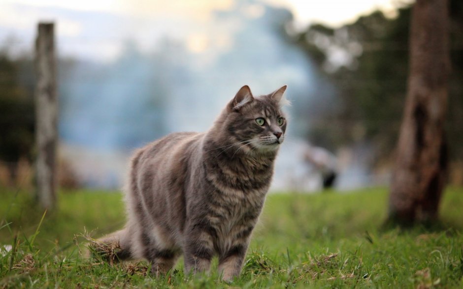Сибирская кошка серая