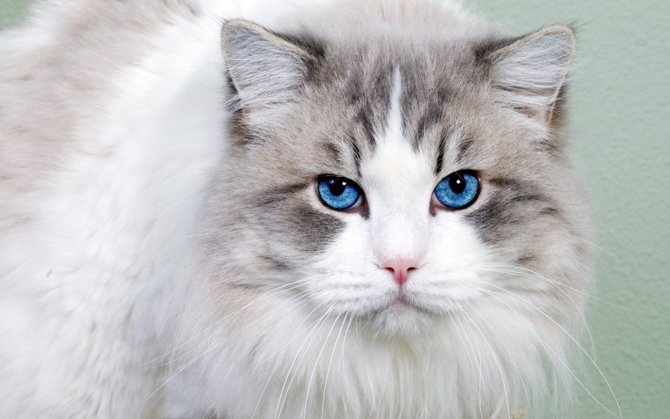 Русско Сибирская кошка