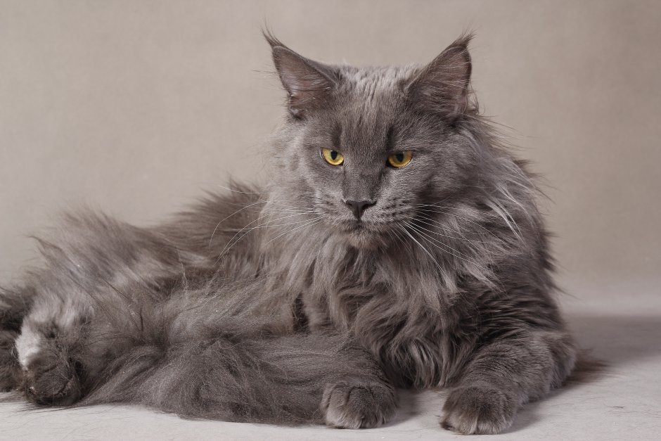 Норвежский Лесной кот серый