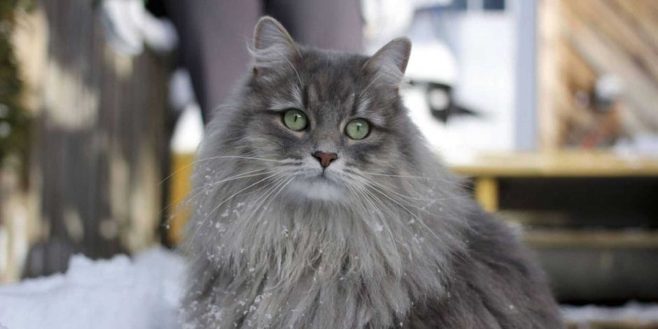 Норвежский Лесной кот и Сибирская кошка