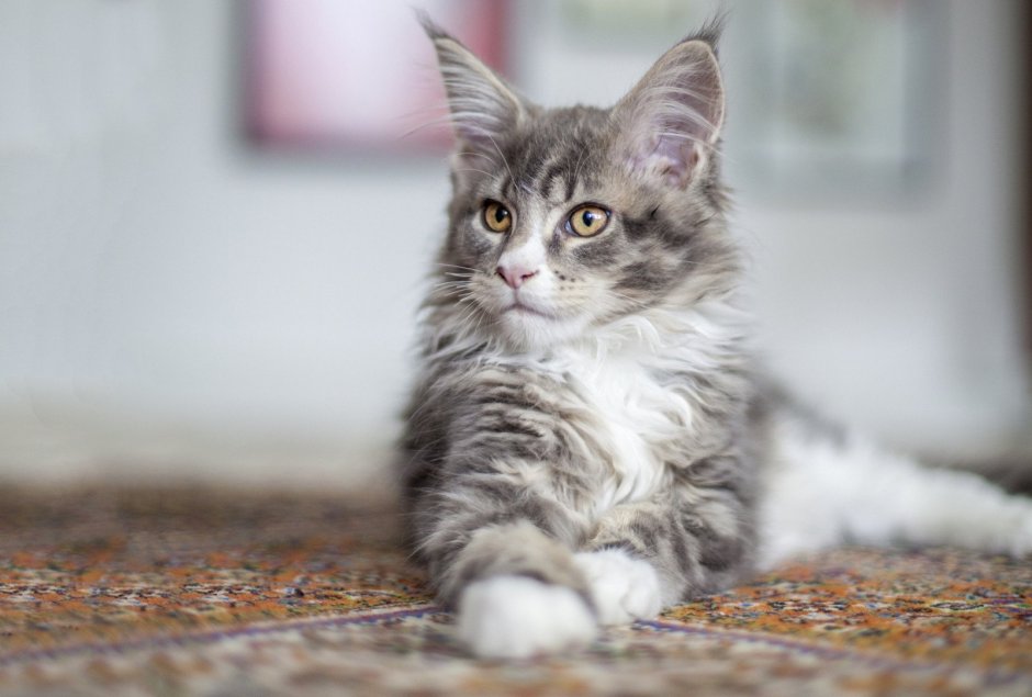 Сибирская кошка дымчатая