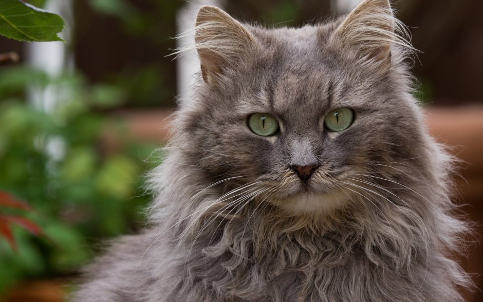 Сибирский кот серый
