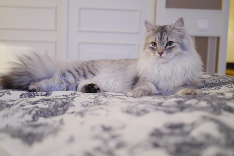 Зеленоглазый Сибирский кот